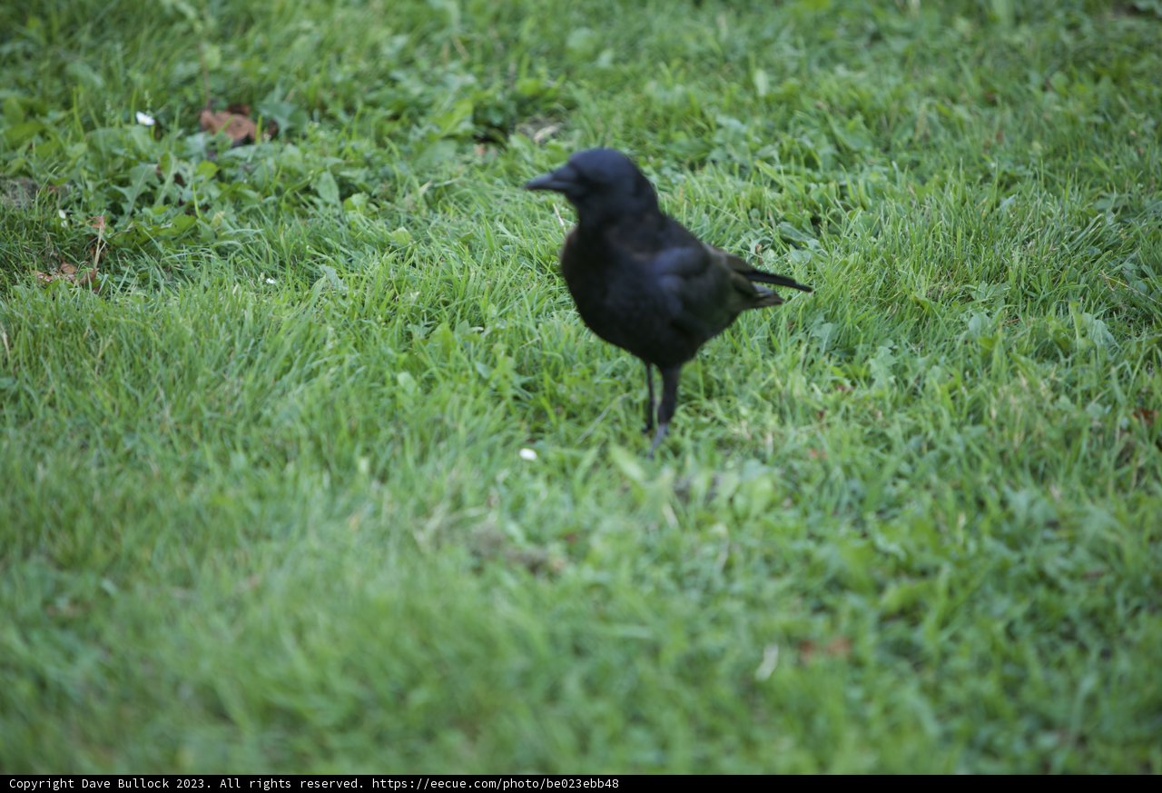 The Solitary Stalker in Meadow Greens