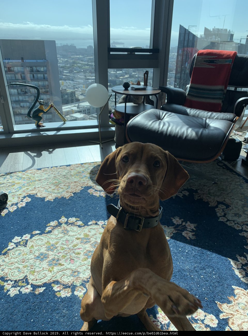 Just Chillin' on the Living Room Rug