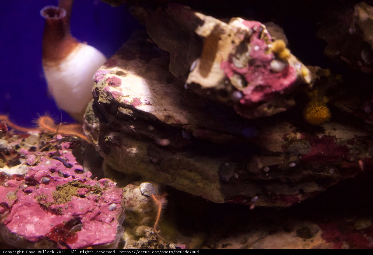 Dancing Anemone at Monterey Bay