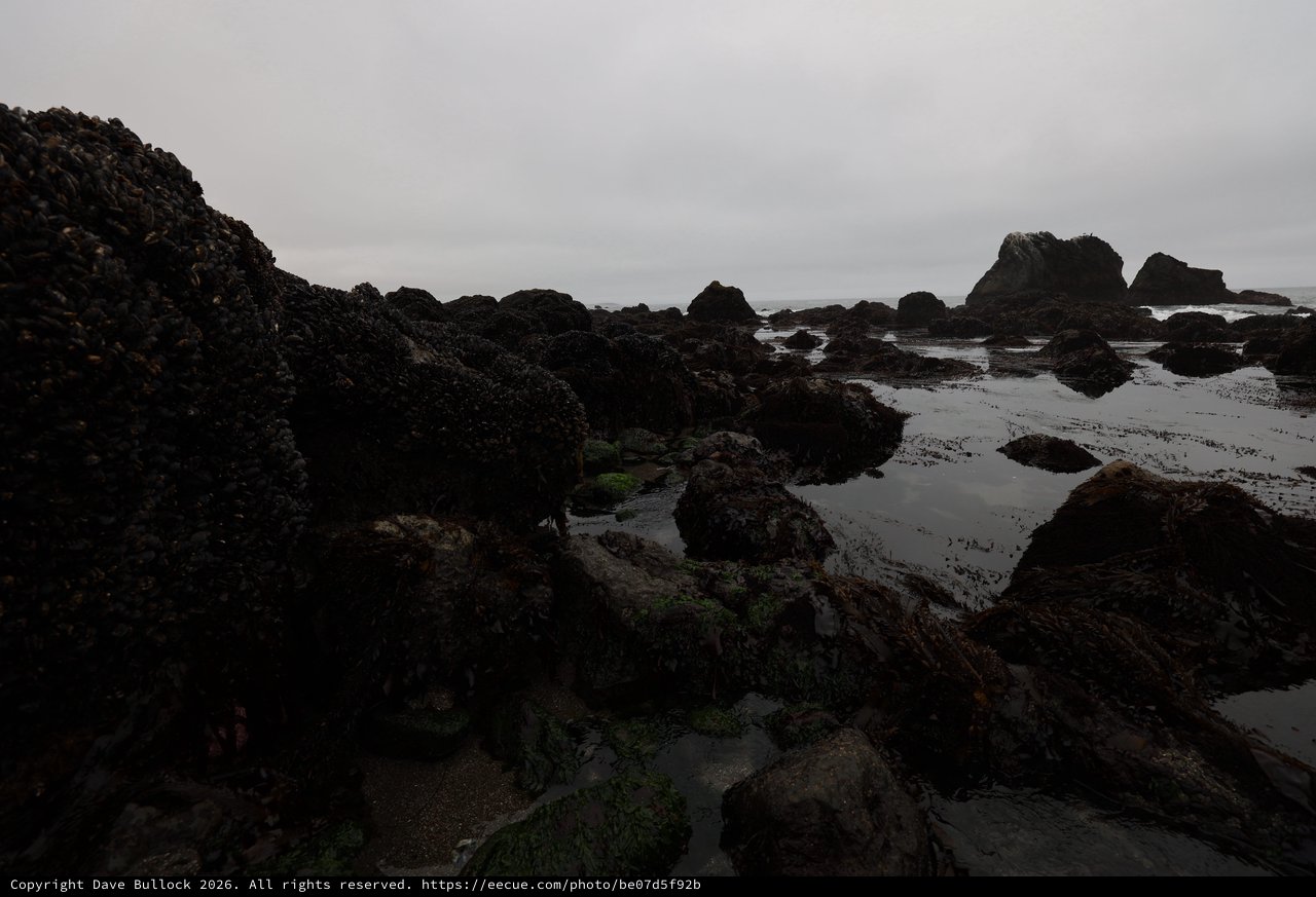Dark Mussel-Covered Rocks at Low Tide Pools