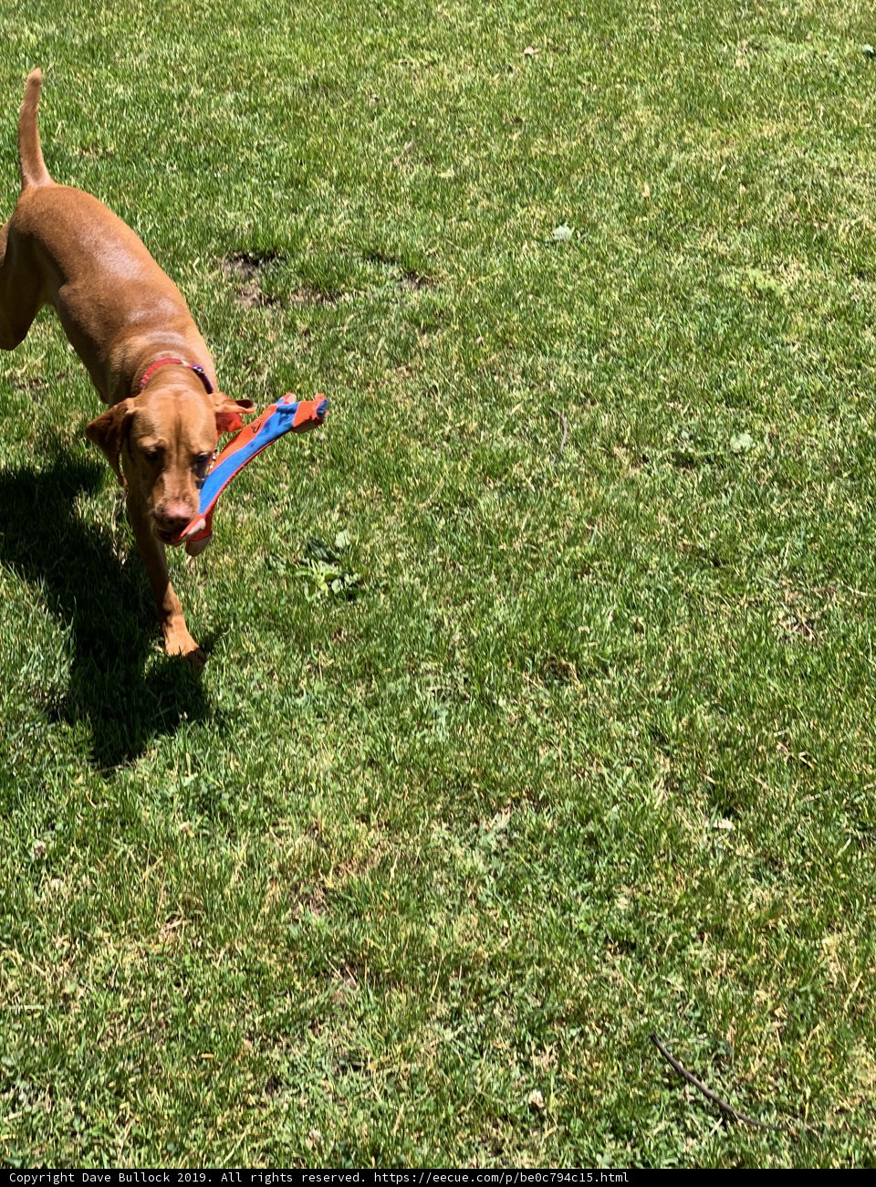 Frisbee Fun in the California Sun