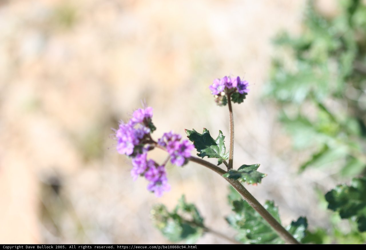 Petite Purple Geranium