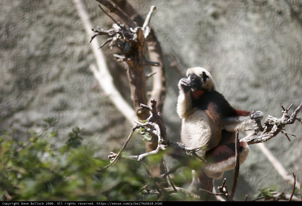 Monkey Business