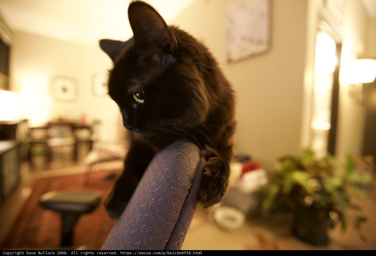 The Mysterious Cat