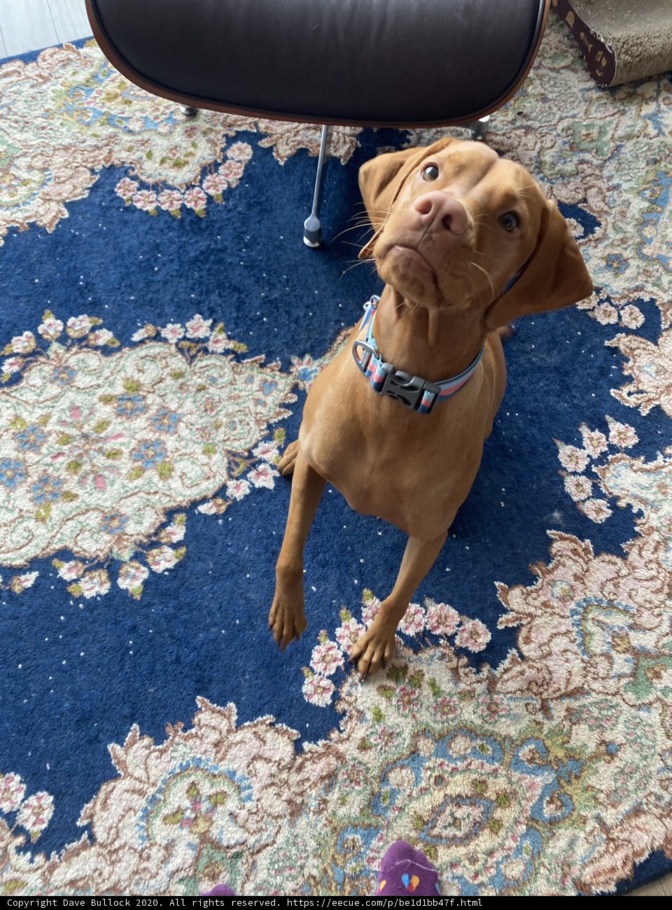 Adorable Vizsla Puppy Looks Up at Their Human