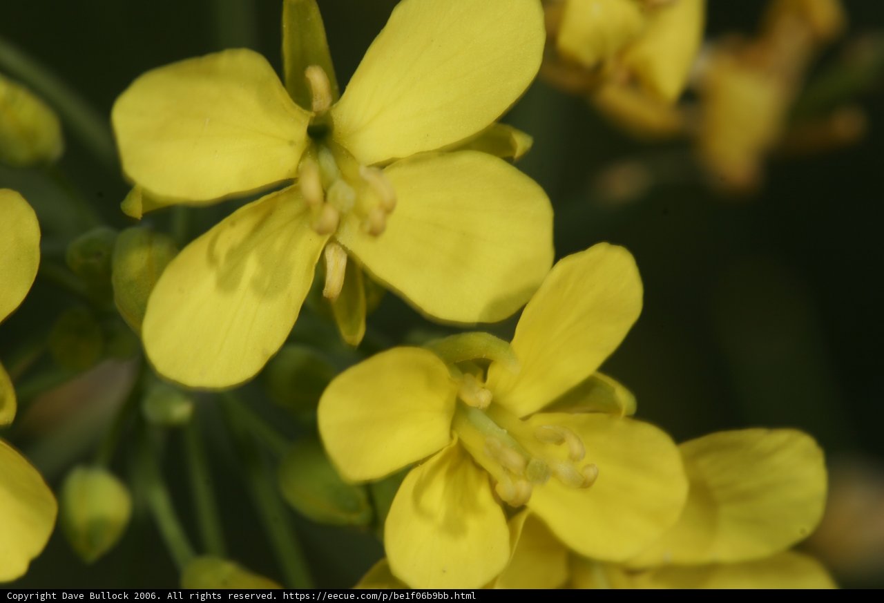 Vibrant Yellow Geraniums