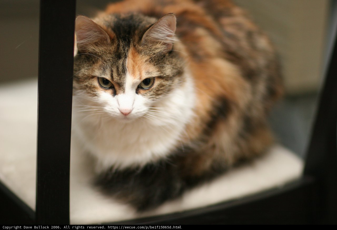 Beautiful Calico Cat