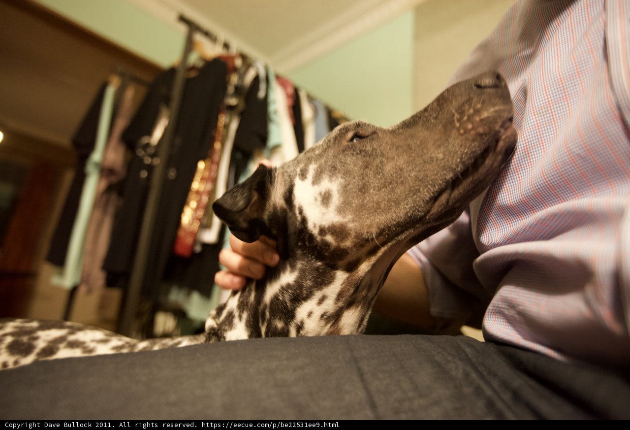 Bonding with Man's Best Friend