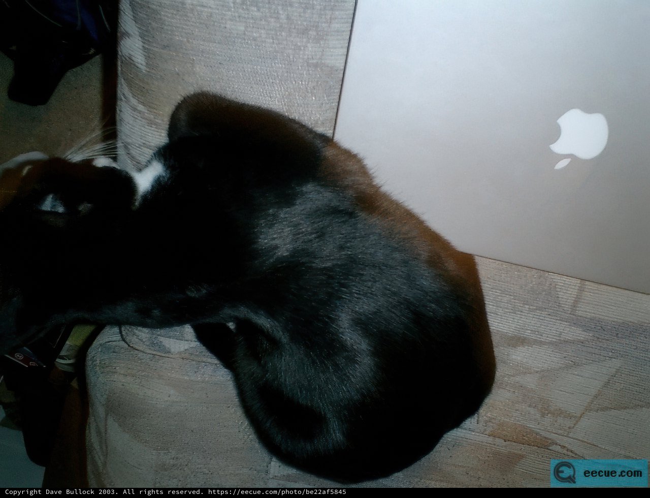 Cozy Cat and Computer Time