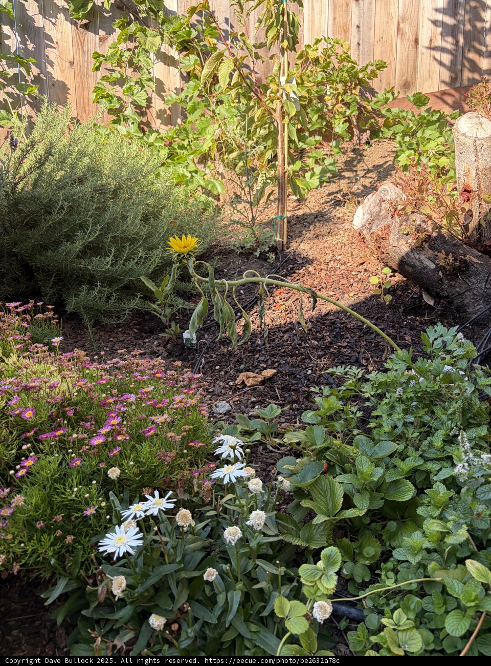September Serenity in Bloom