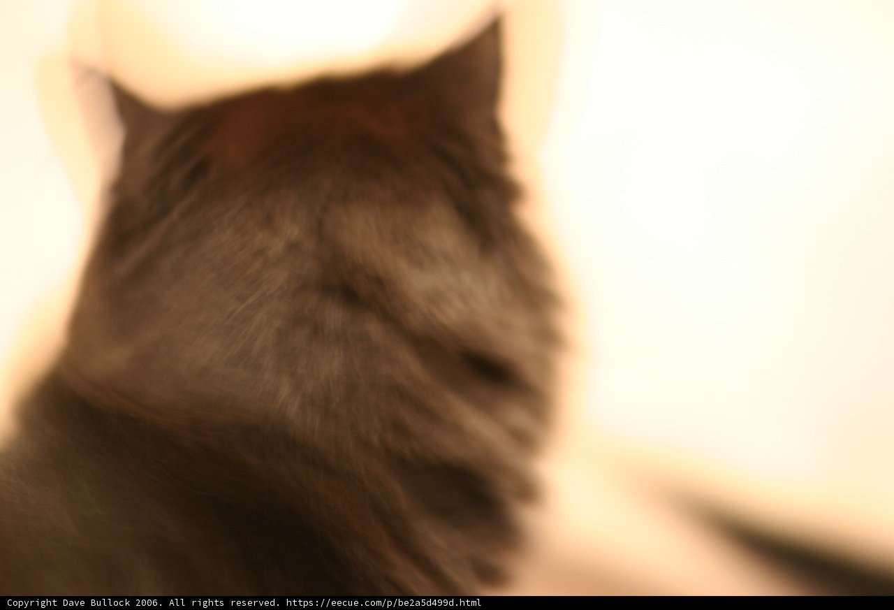 Feline Gaze