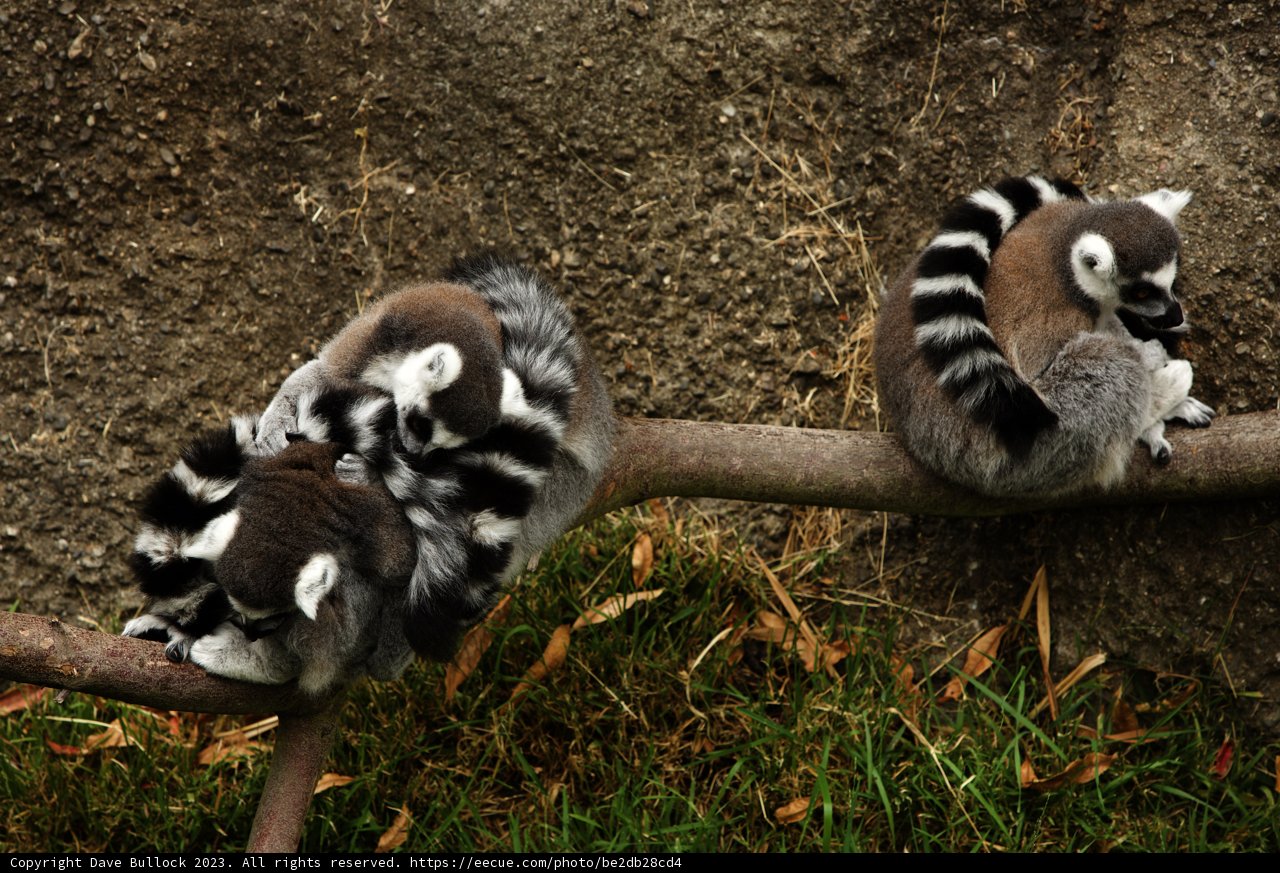 Trio of Lemurs in Leisure
