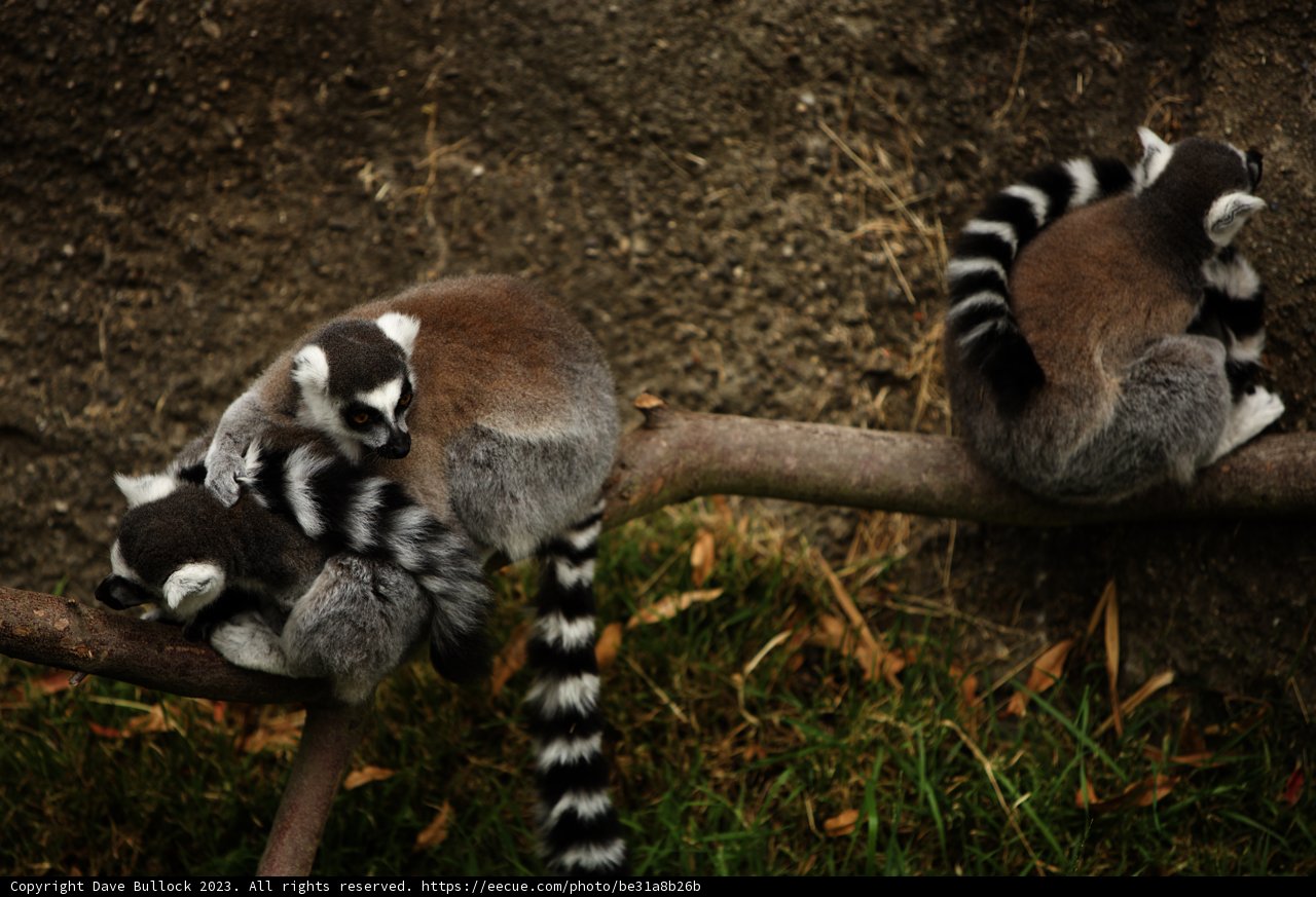 Lemur Luncheon at Oakland Zoo