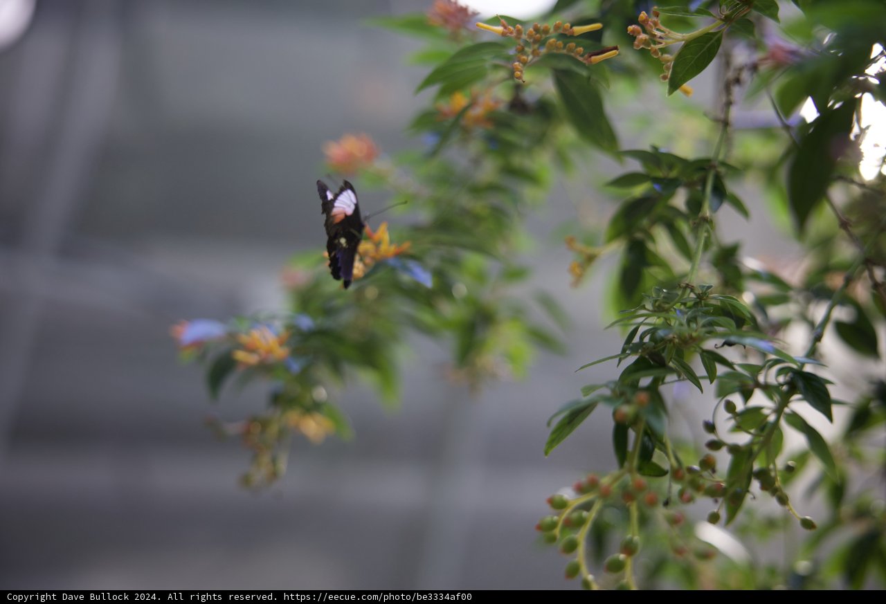 A Delicate Dance in the Rainforest