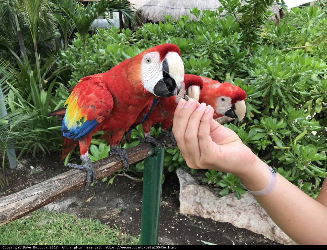 Parrots on a Wood Post