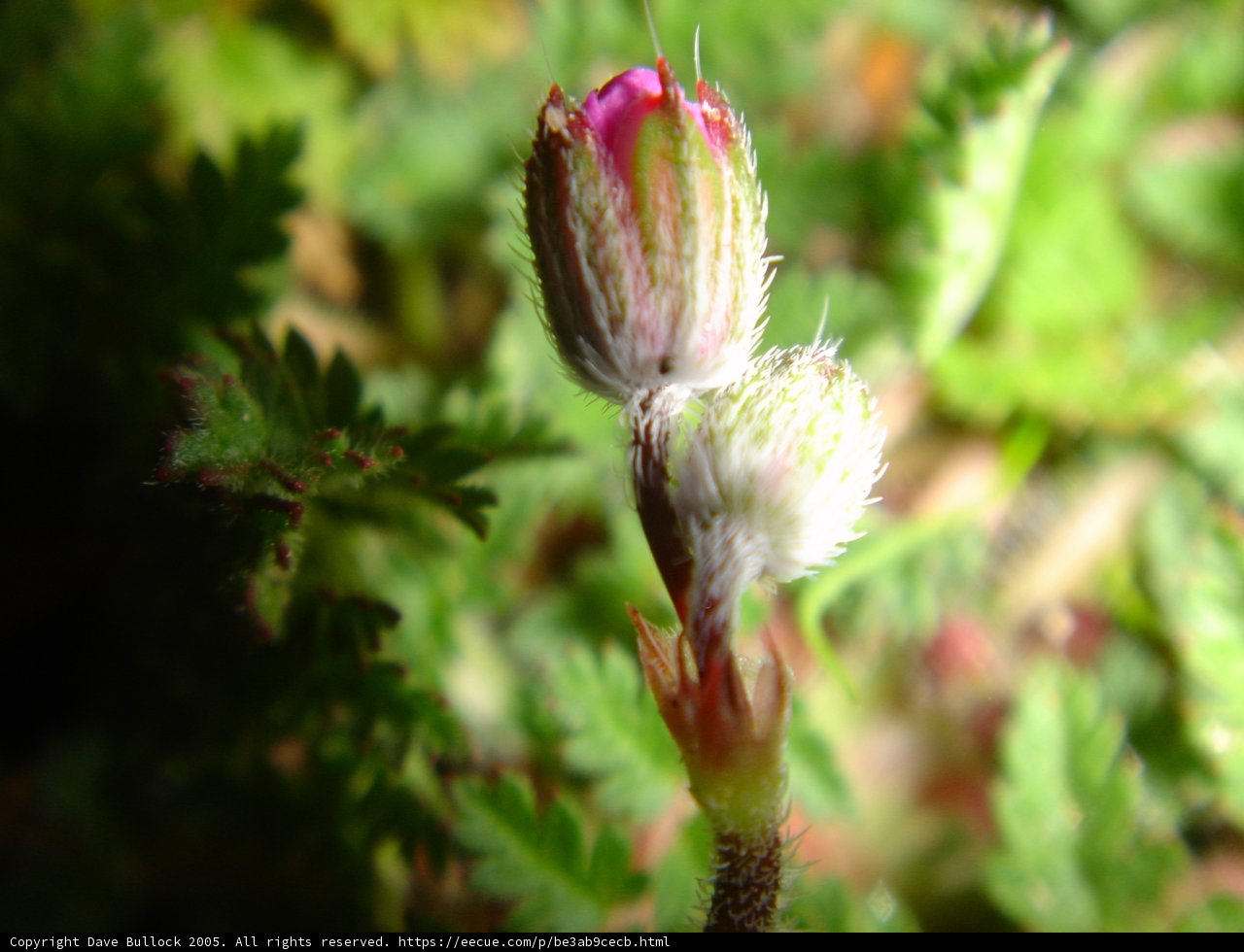 Floral Beginning