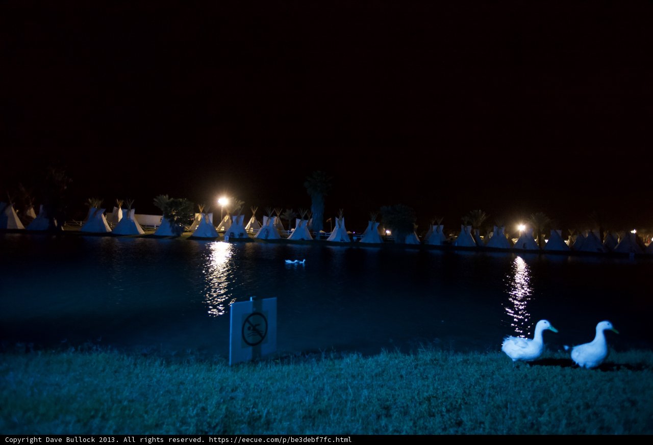 Nighttime Ducks