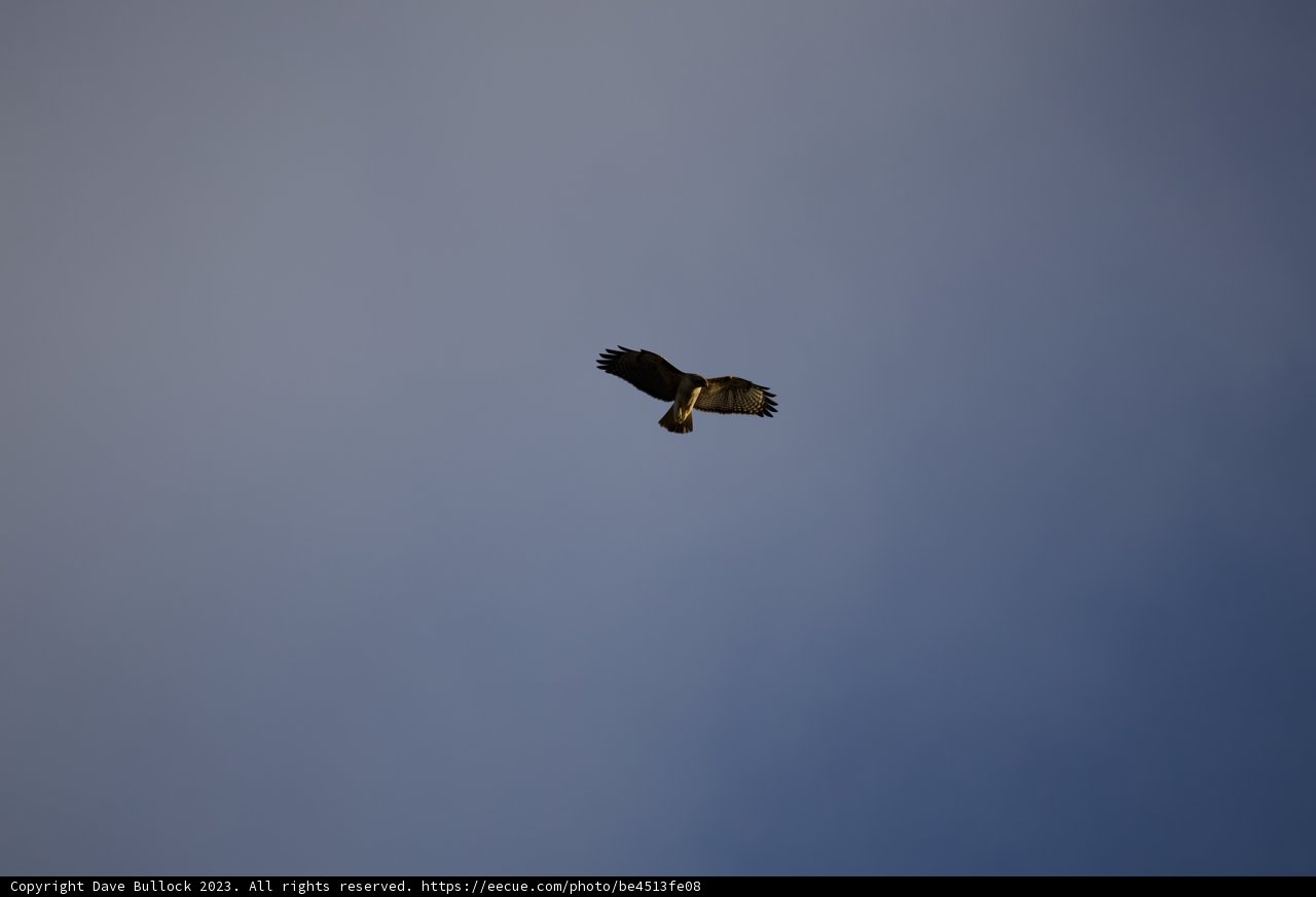 Soaring Majesty - The Lake Merced Hawk