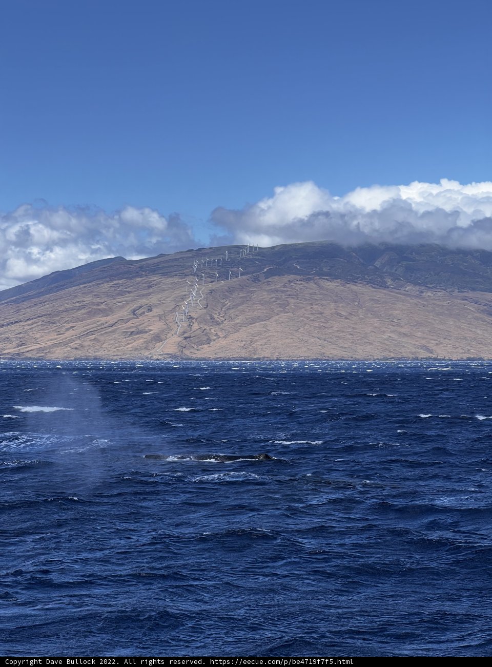Majestic Whale in the Pacific Ocean