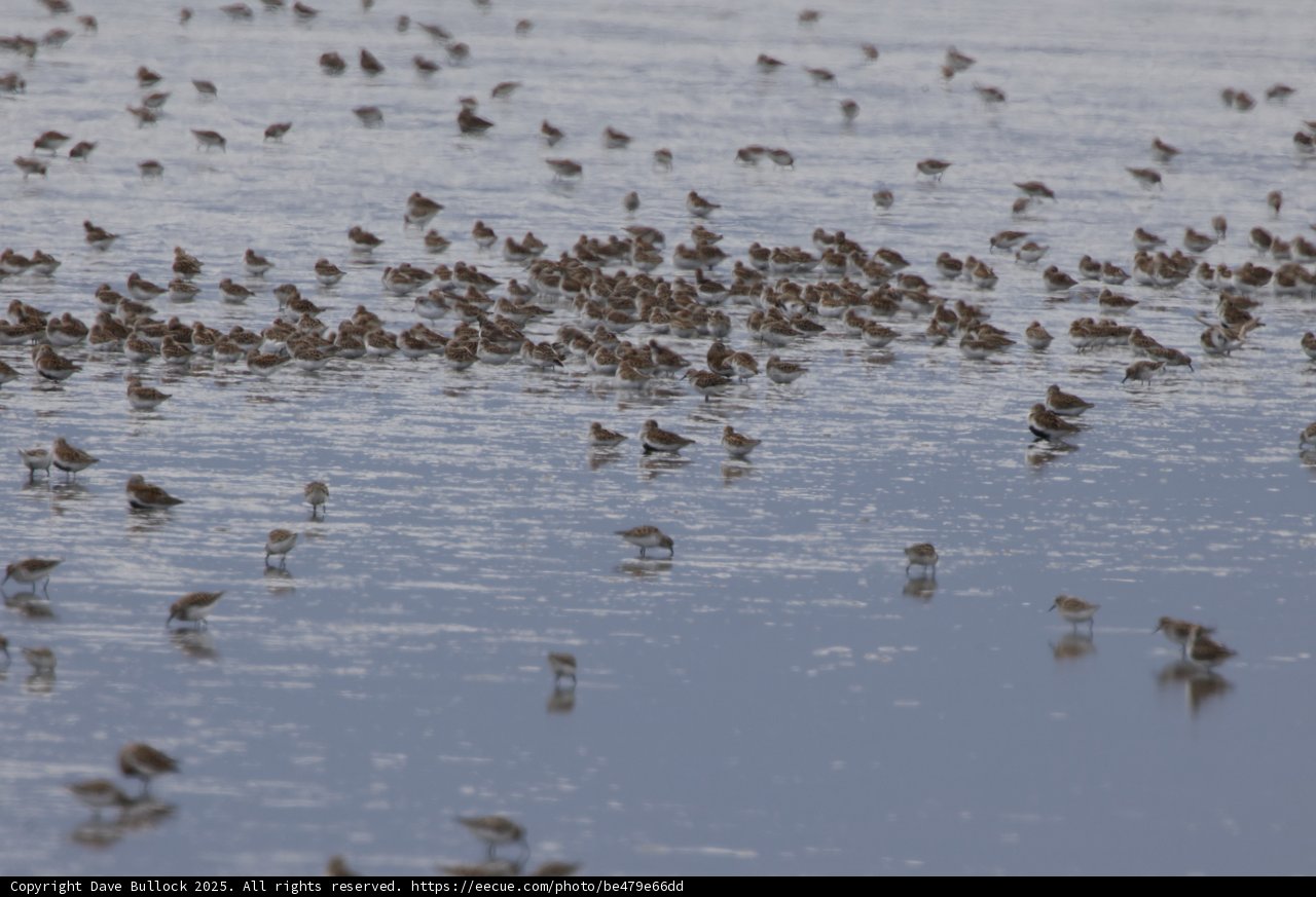 **Serenity in Flight: A Gathering at San Pablo Bay**