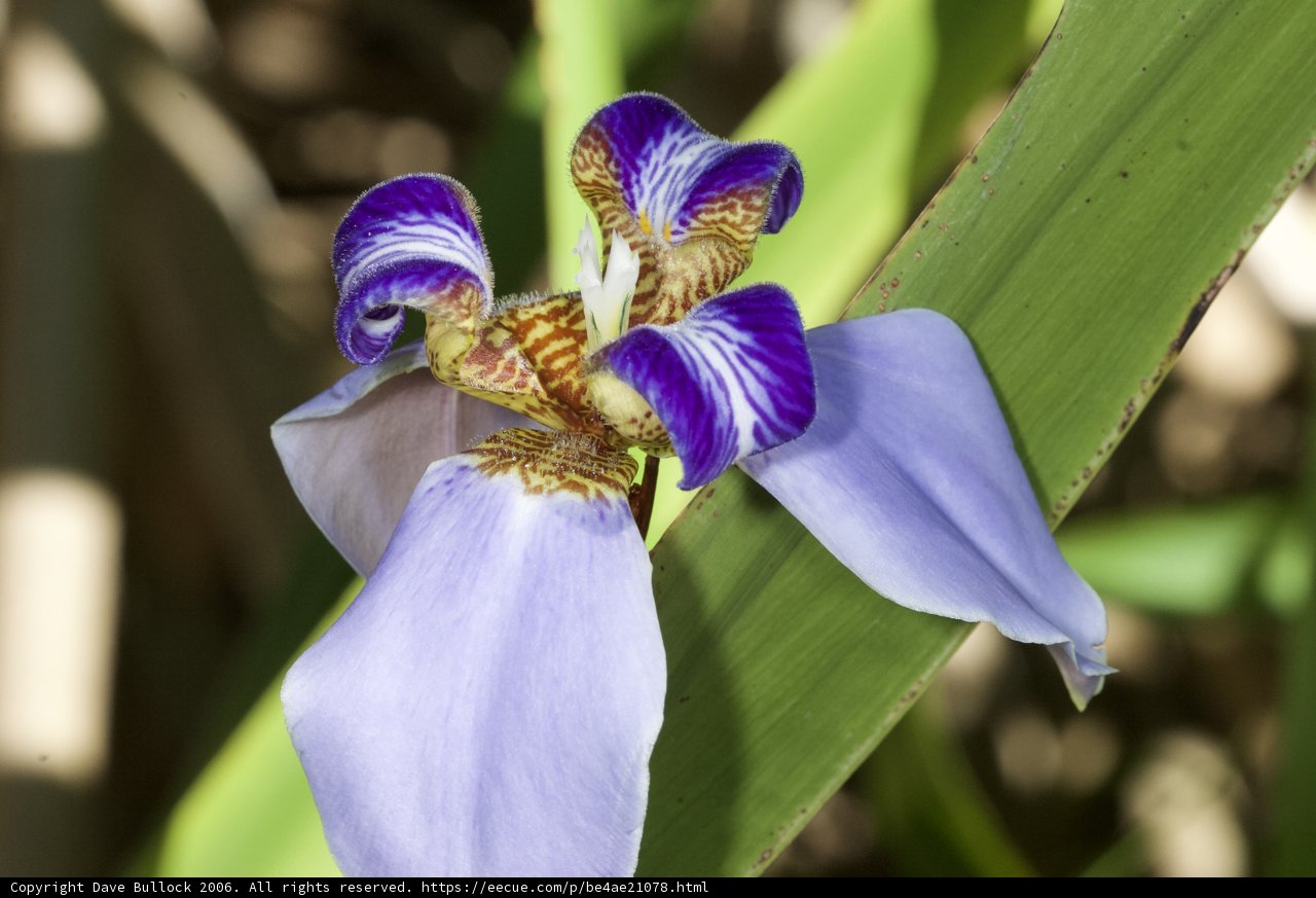 Majestic Iris