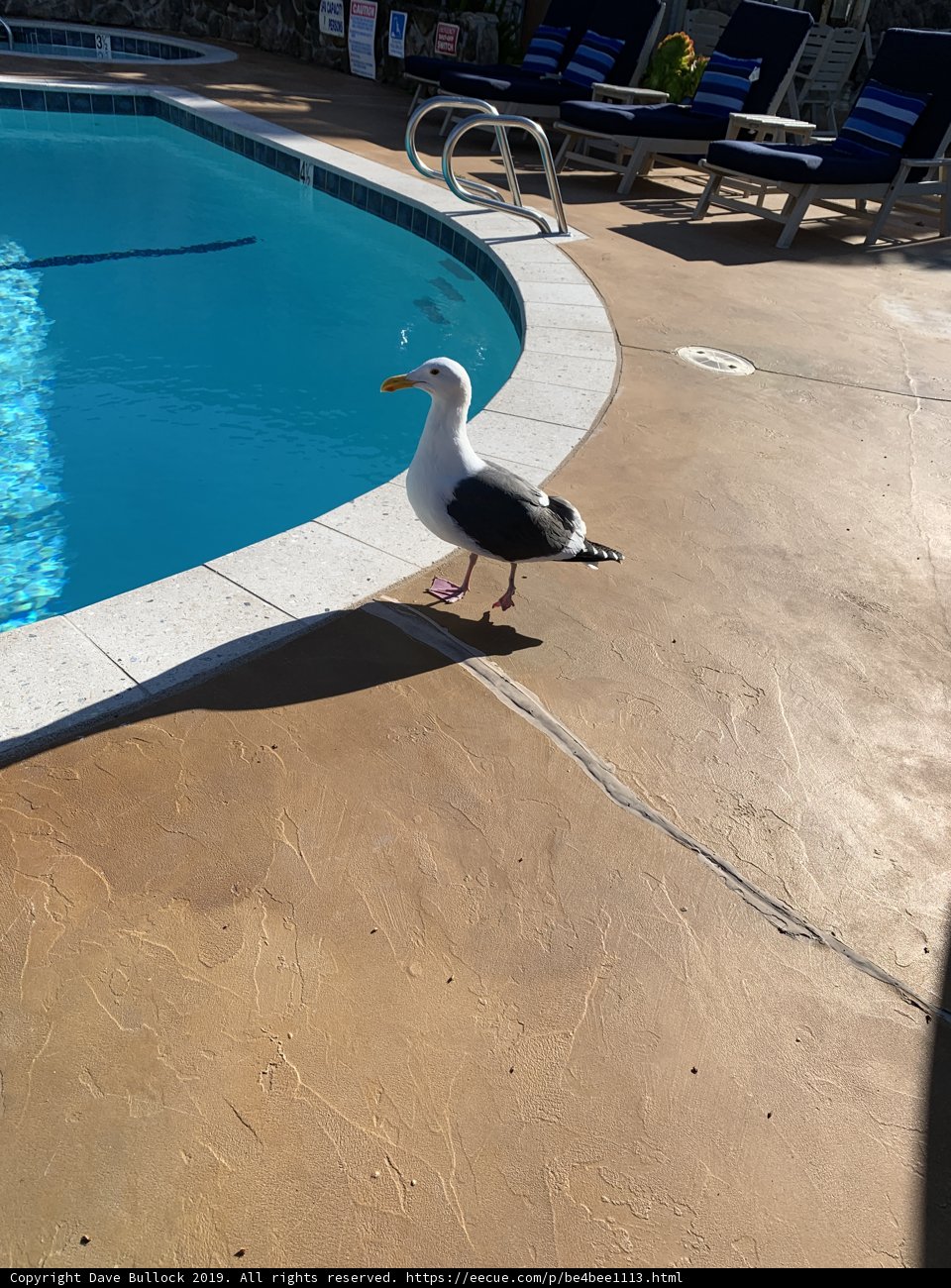 Seagull on the Edge of the Pool