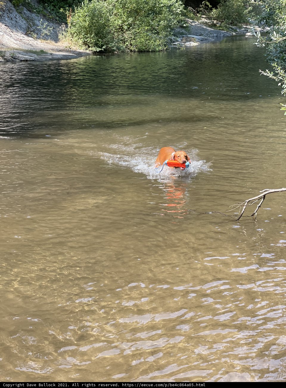A Four-Legged Swimmer Enjoying the River