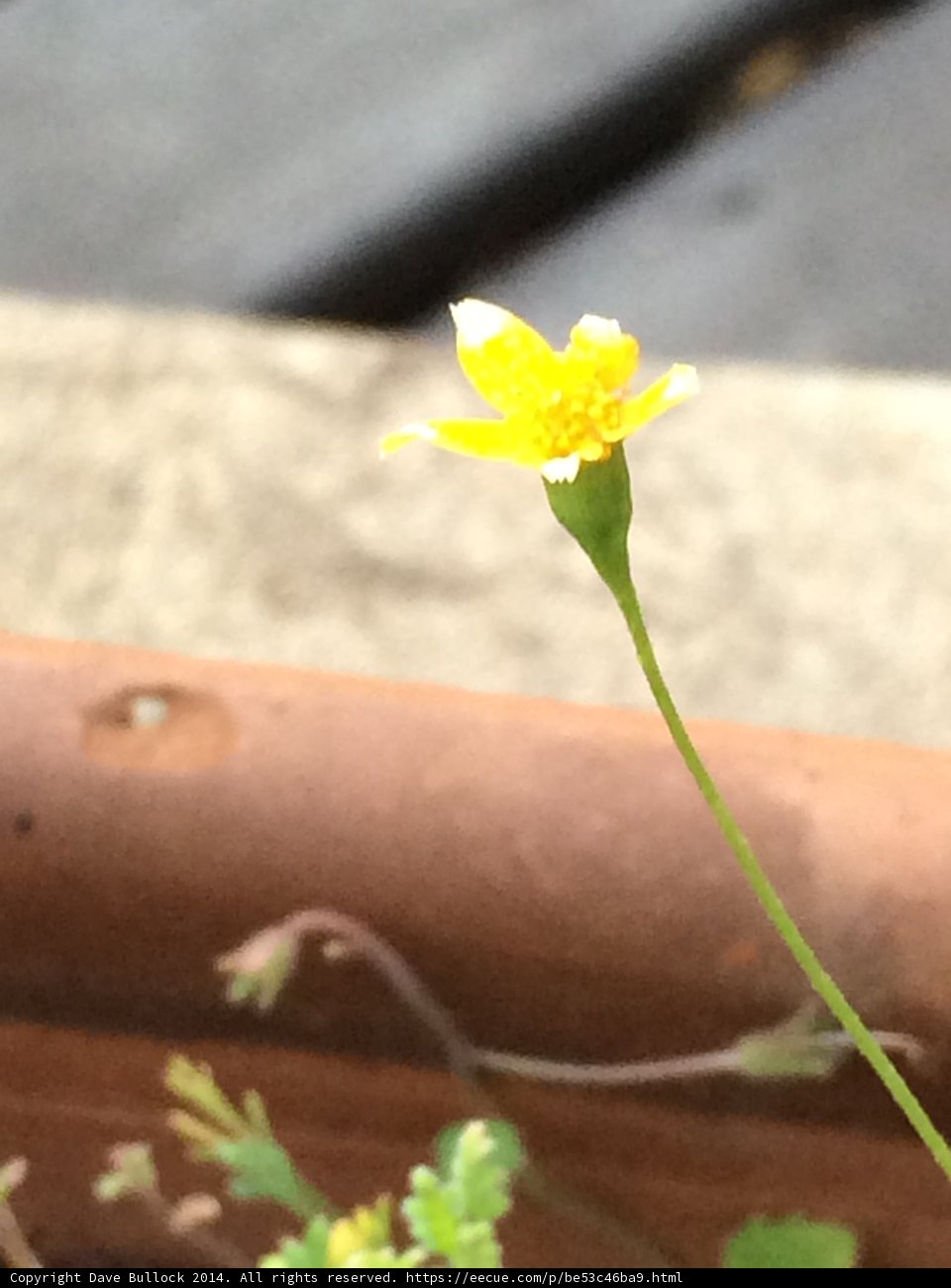 Tiny Daffodil Blossoming in Altadena