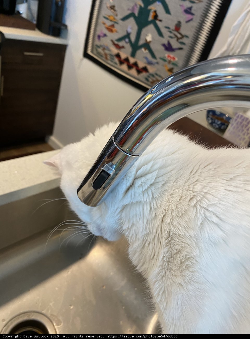 The Faucet Connoisseur