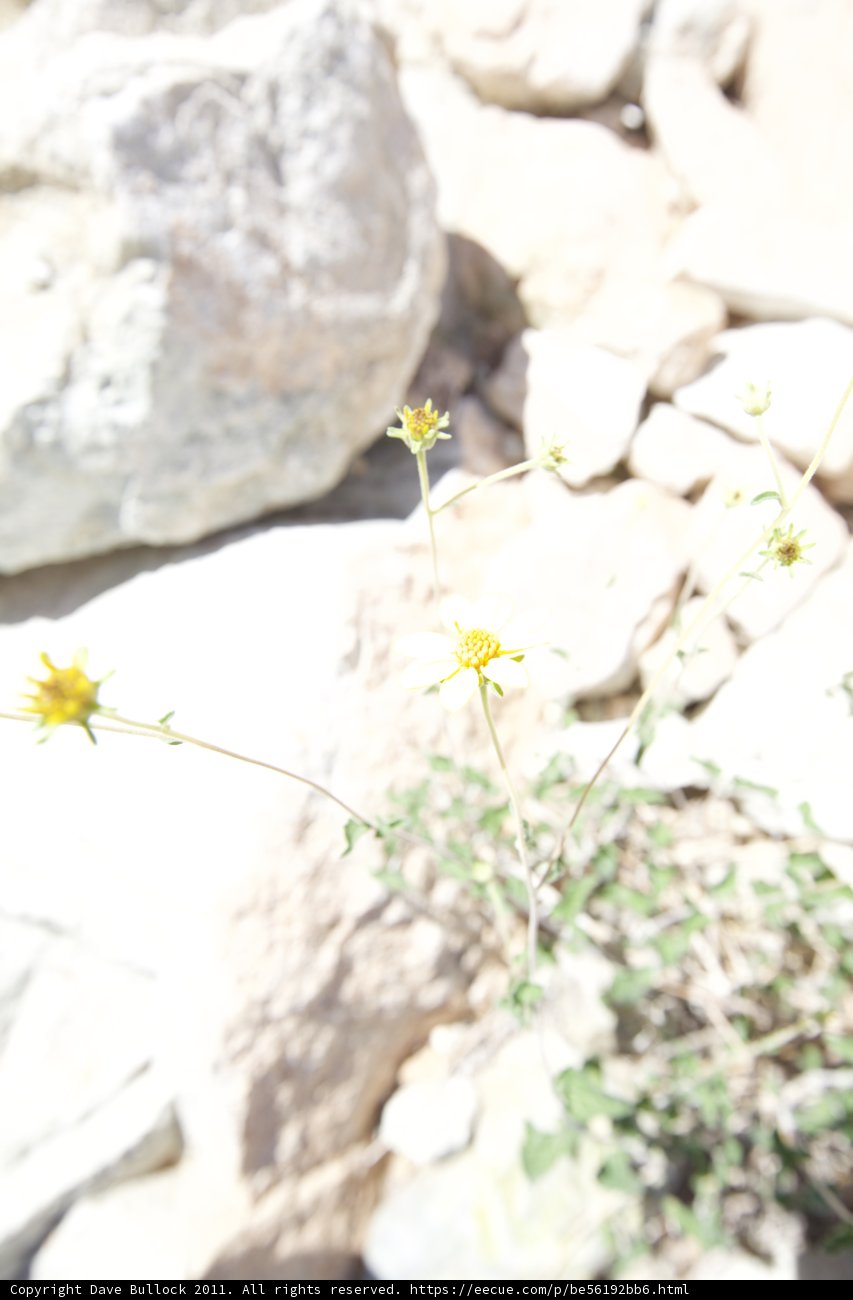 Golden Daisy in the Barren Lands