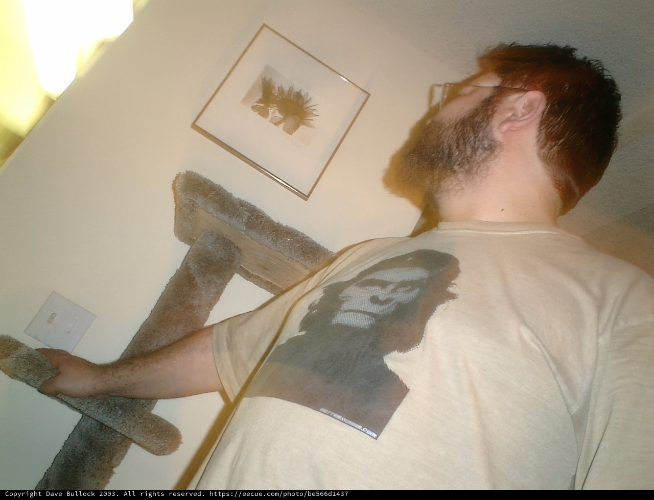 The Portrait of a Bearded Man in a T-Shirt