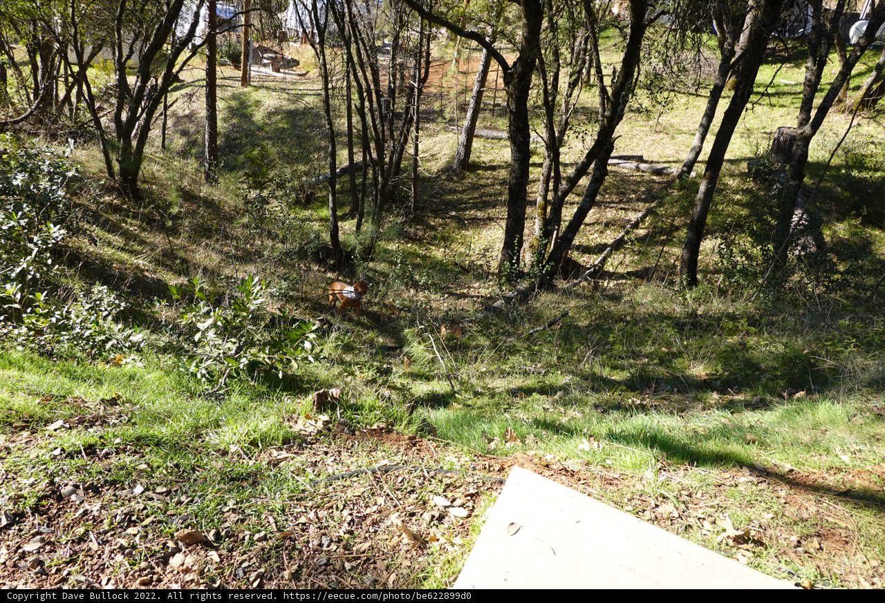 Canine Adventure in the Woodland Wilderness