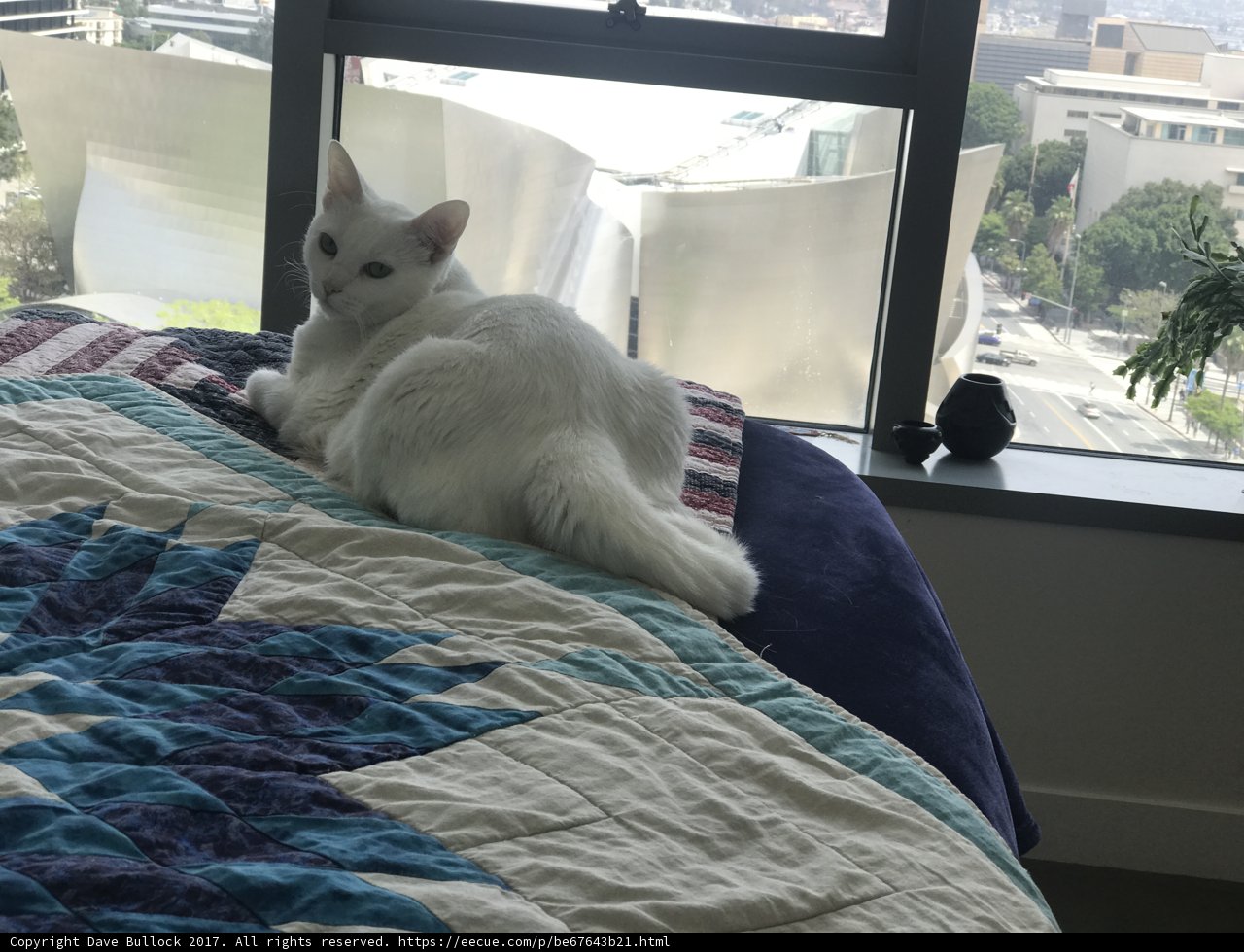Window Cat