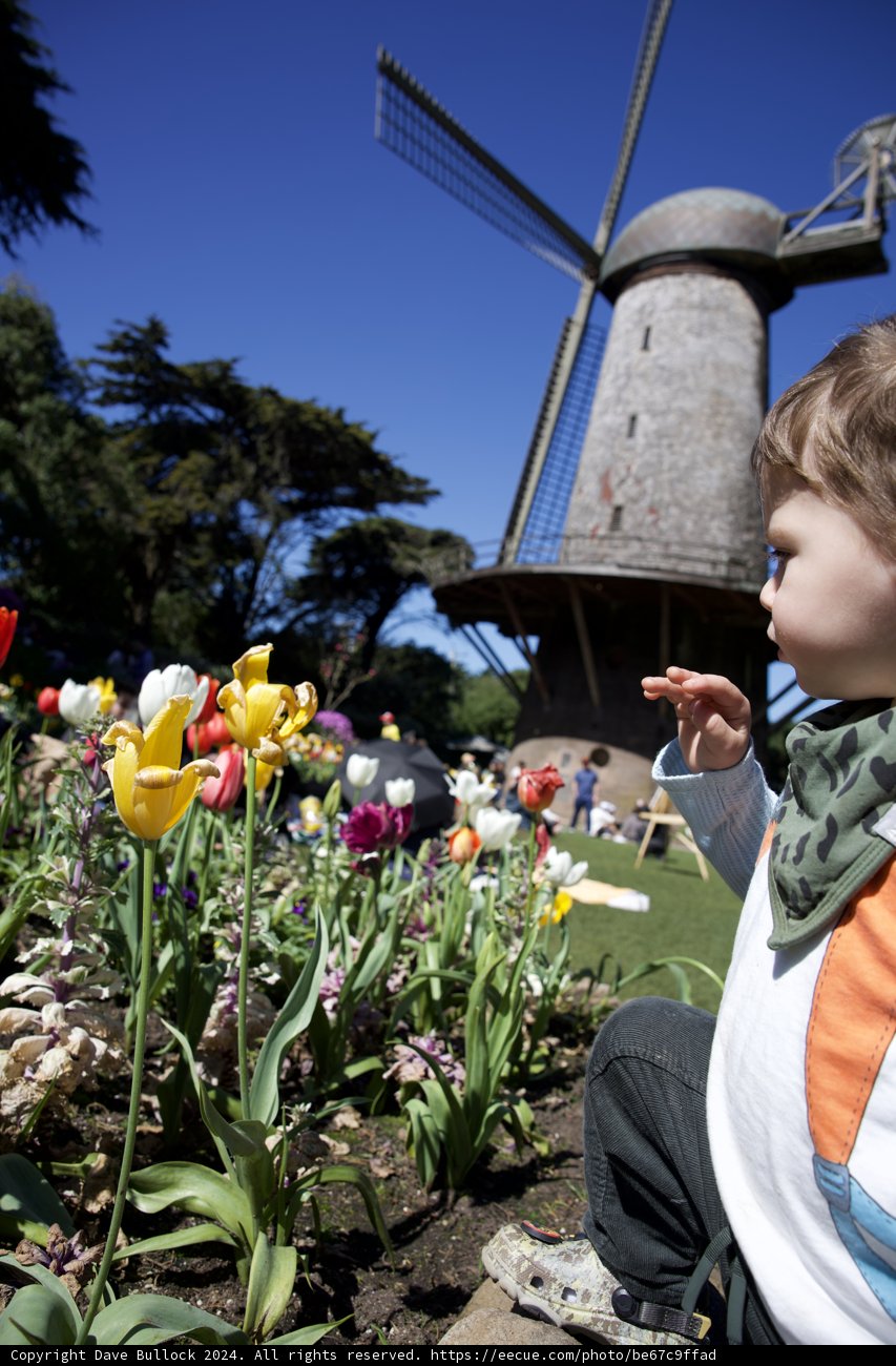 Spring's Innocence at Golden Gate Park