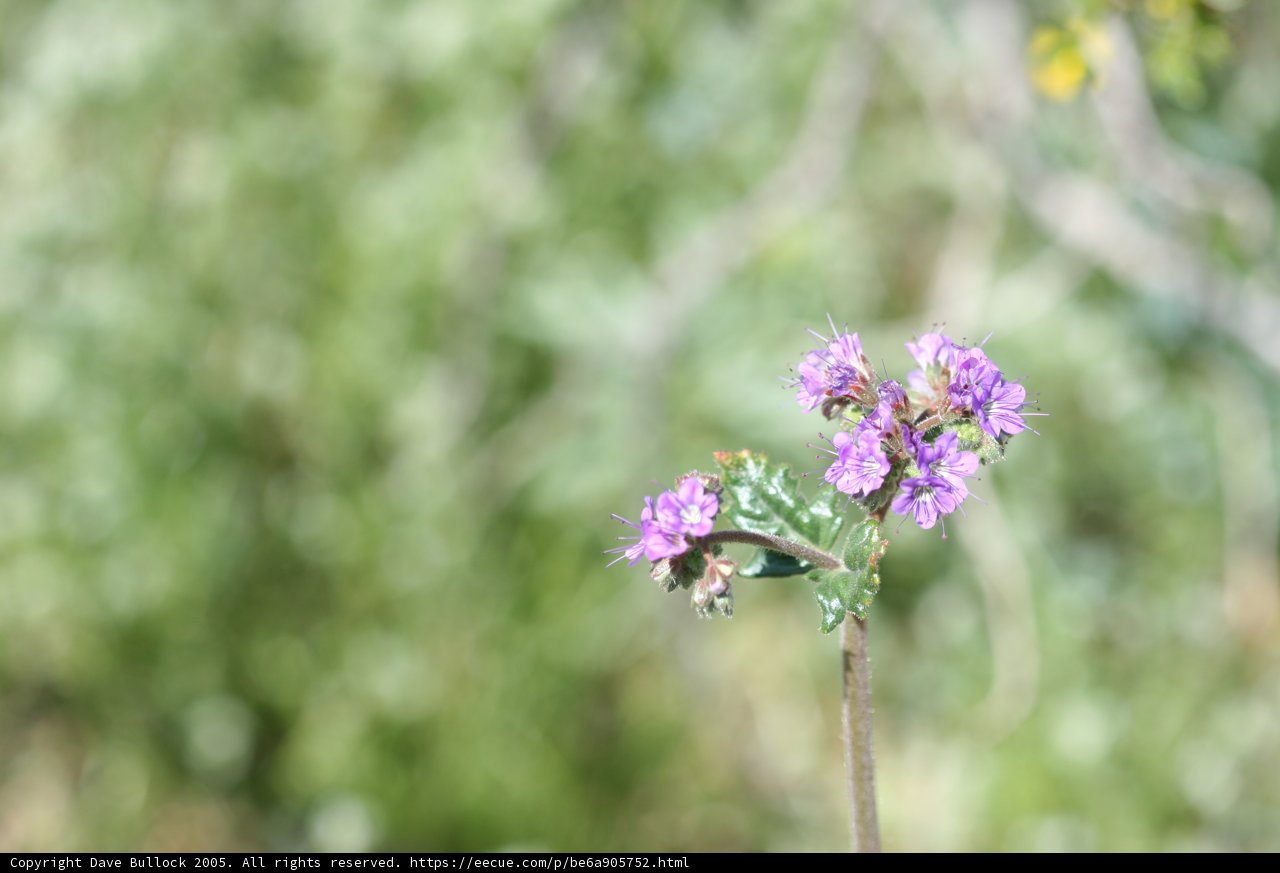 Purple Geranium in Bloom
