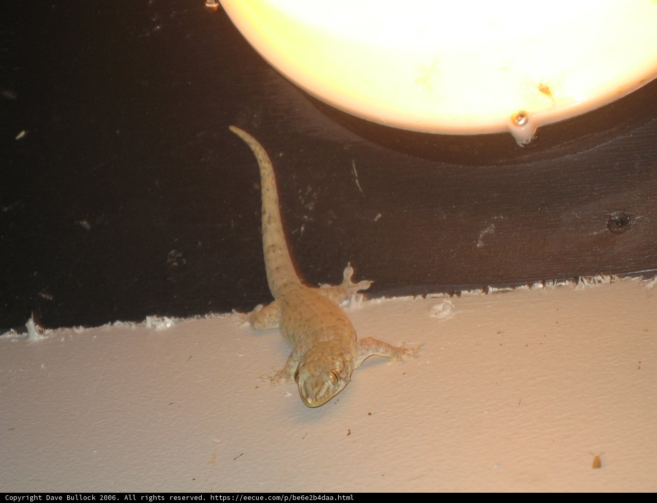 Gecko on the Wall
