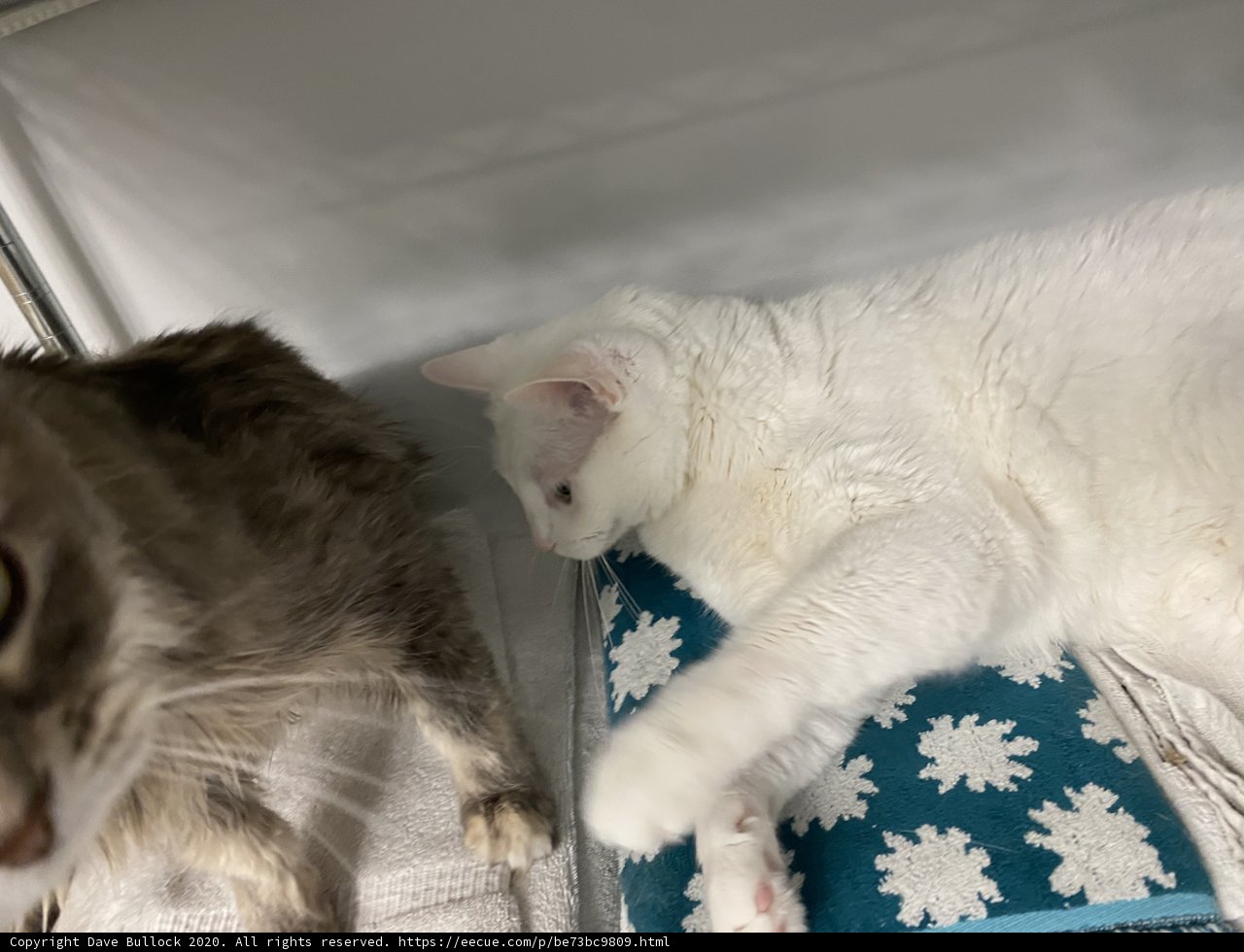 Feline Friends