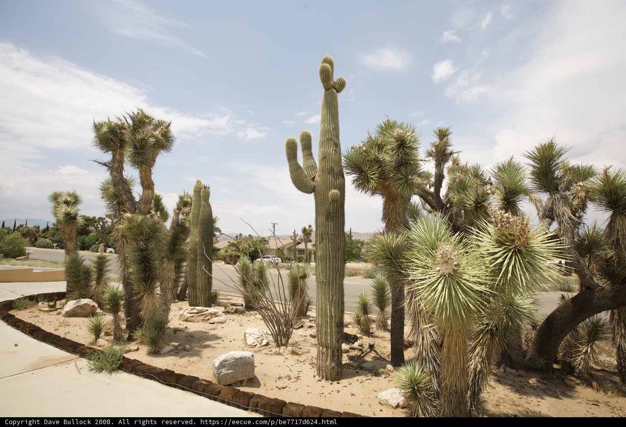 Serene Cactus Scenery