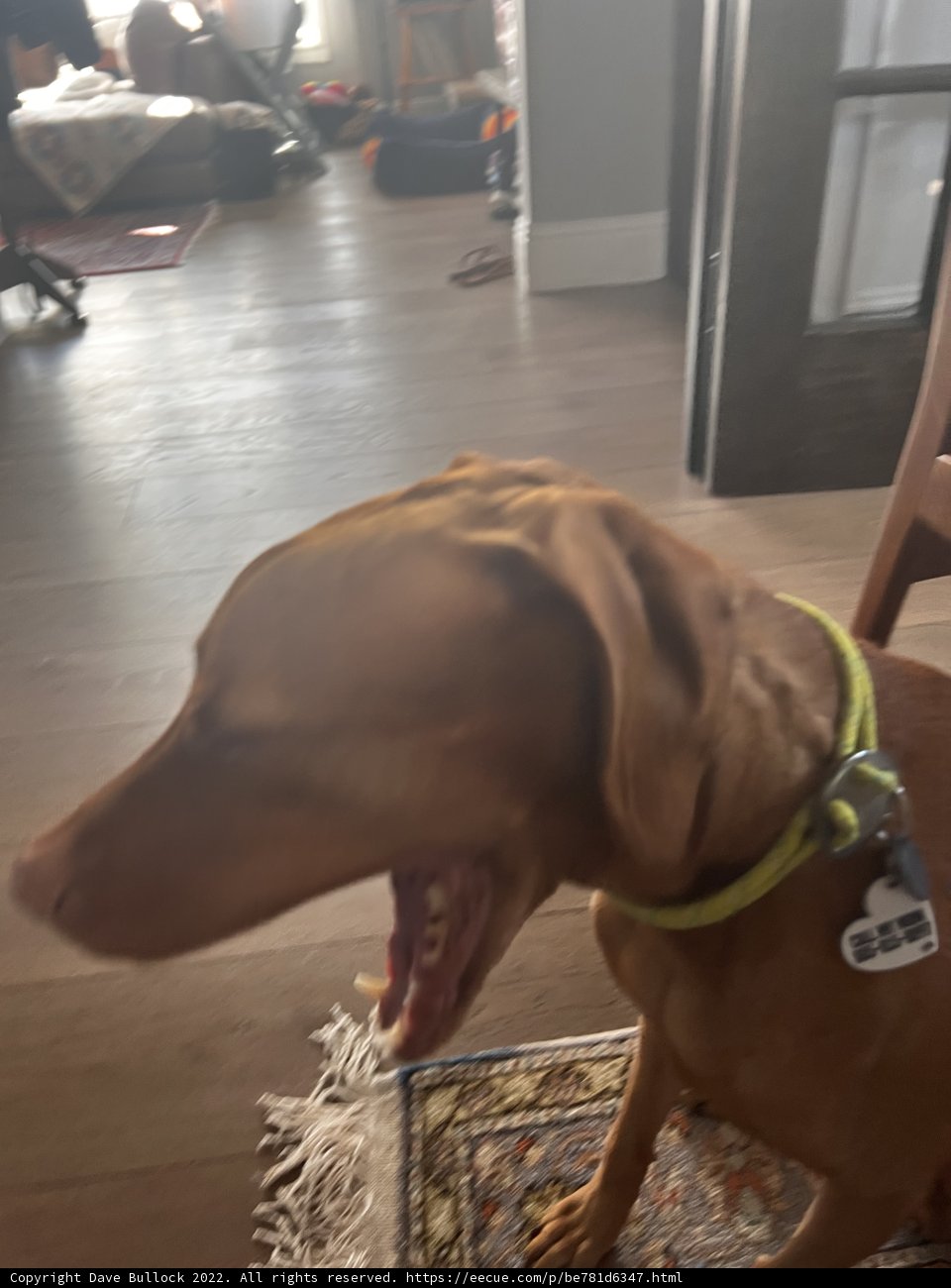 Happy Hound in Hardwood Flooring