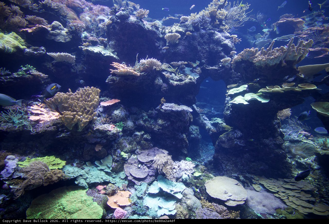 Vibrant Coral Reef Ecosystem with Tropical Fish