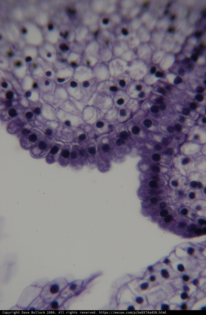 Porous Cell