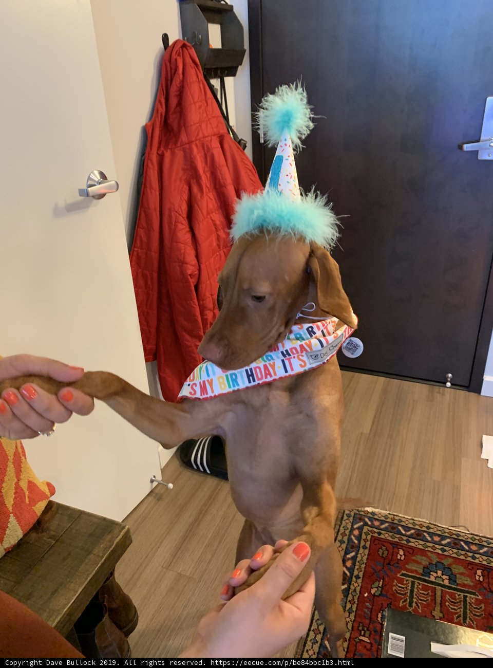 Birthday Pup