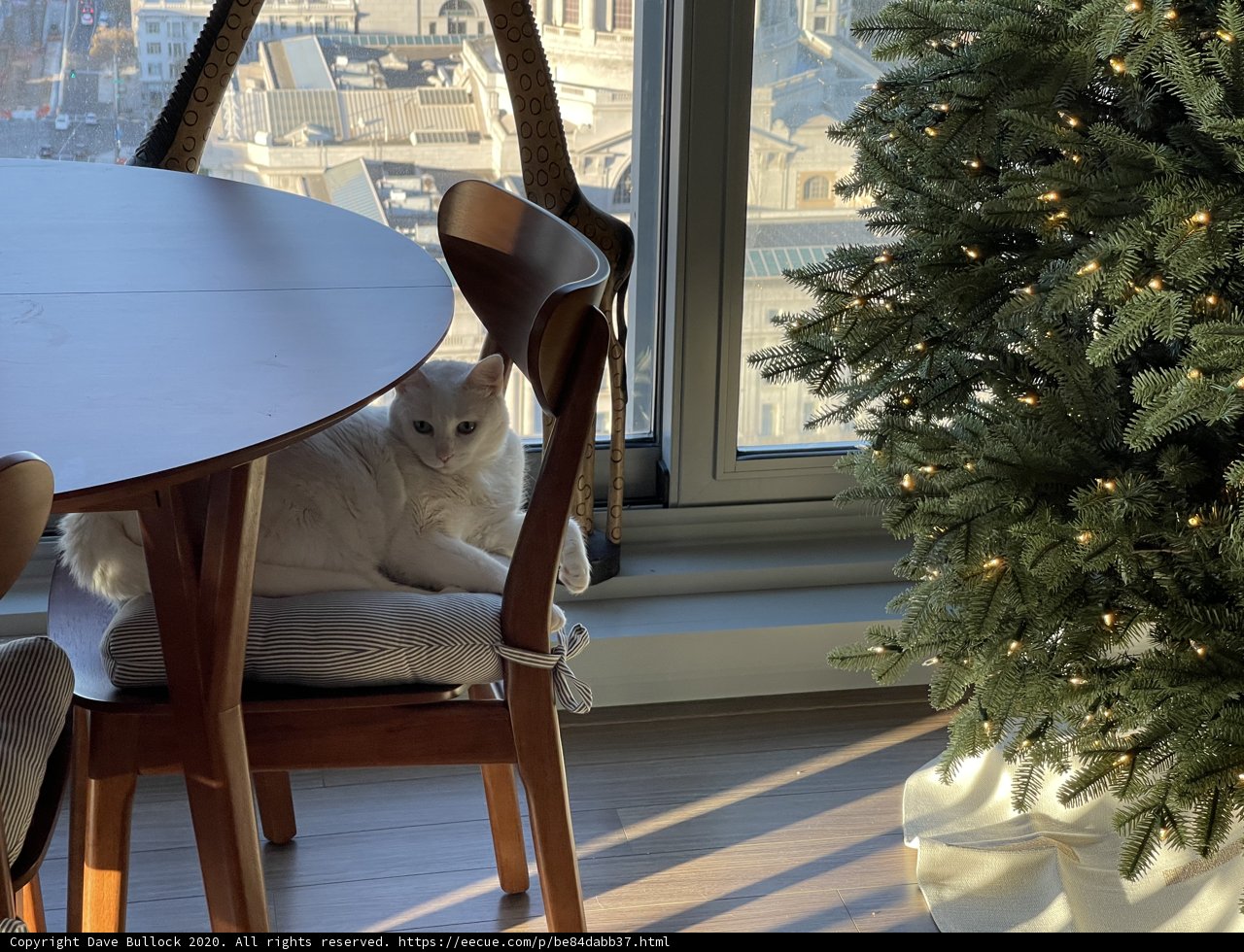 Festive Feline