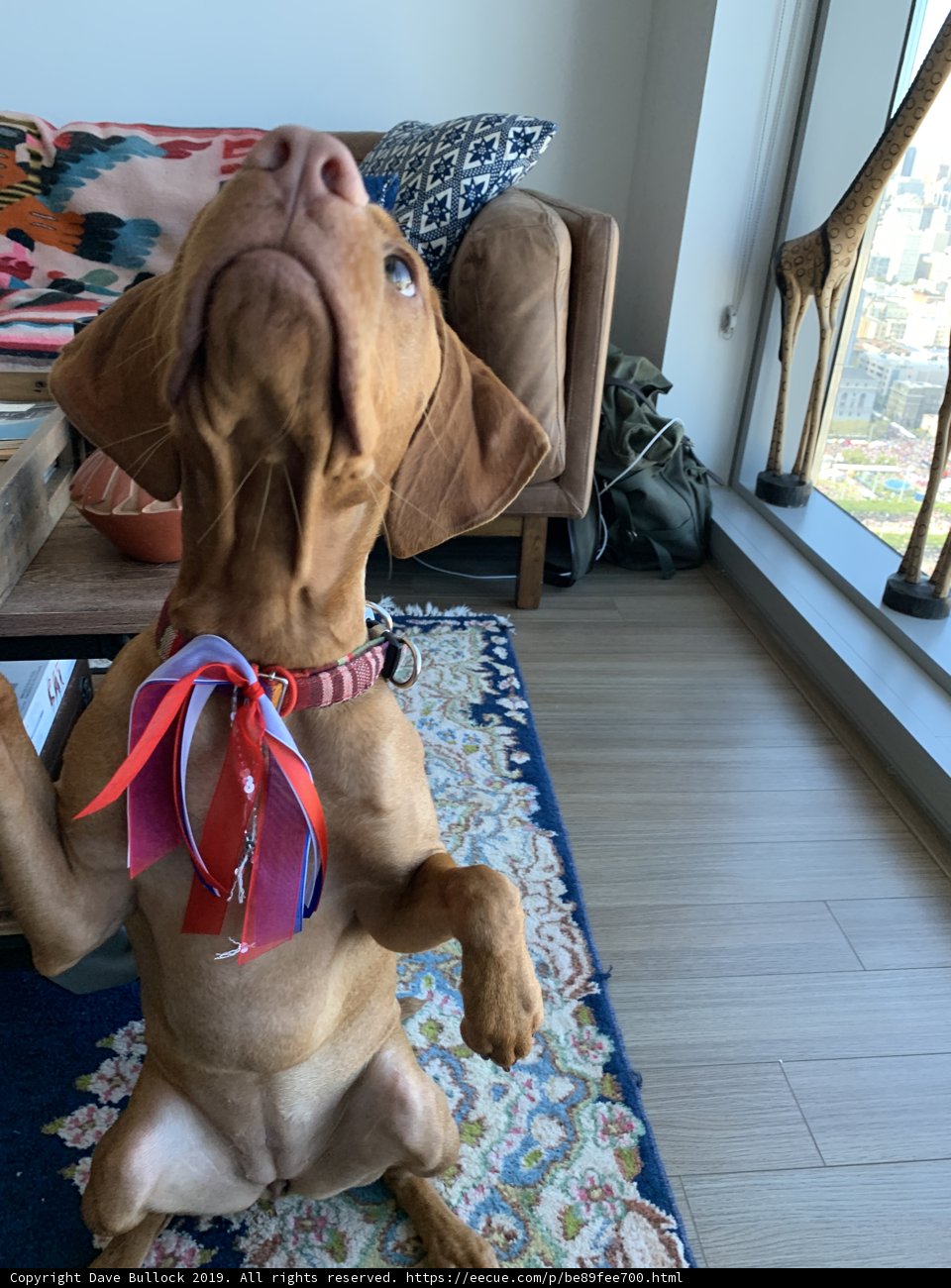 Paws Up for Home Decor