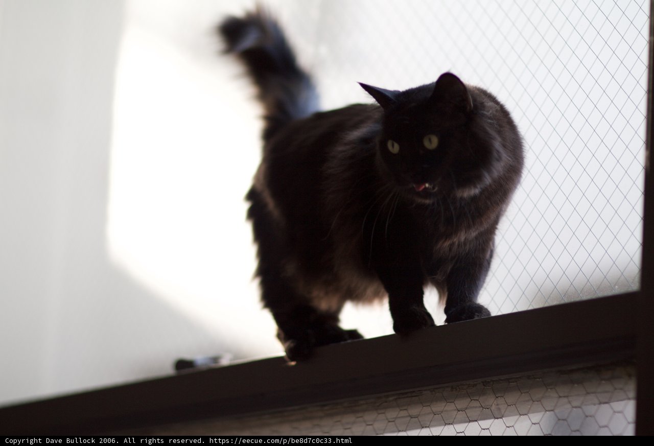 High Perched Feline