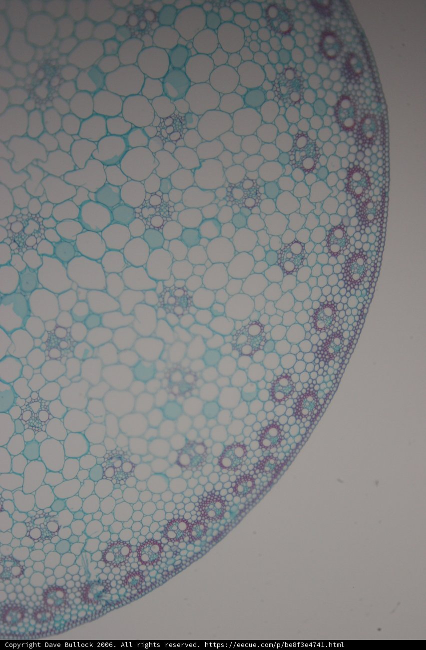 The Beauty in Cell Structure