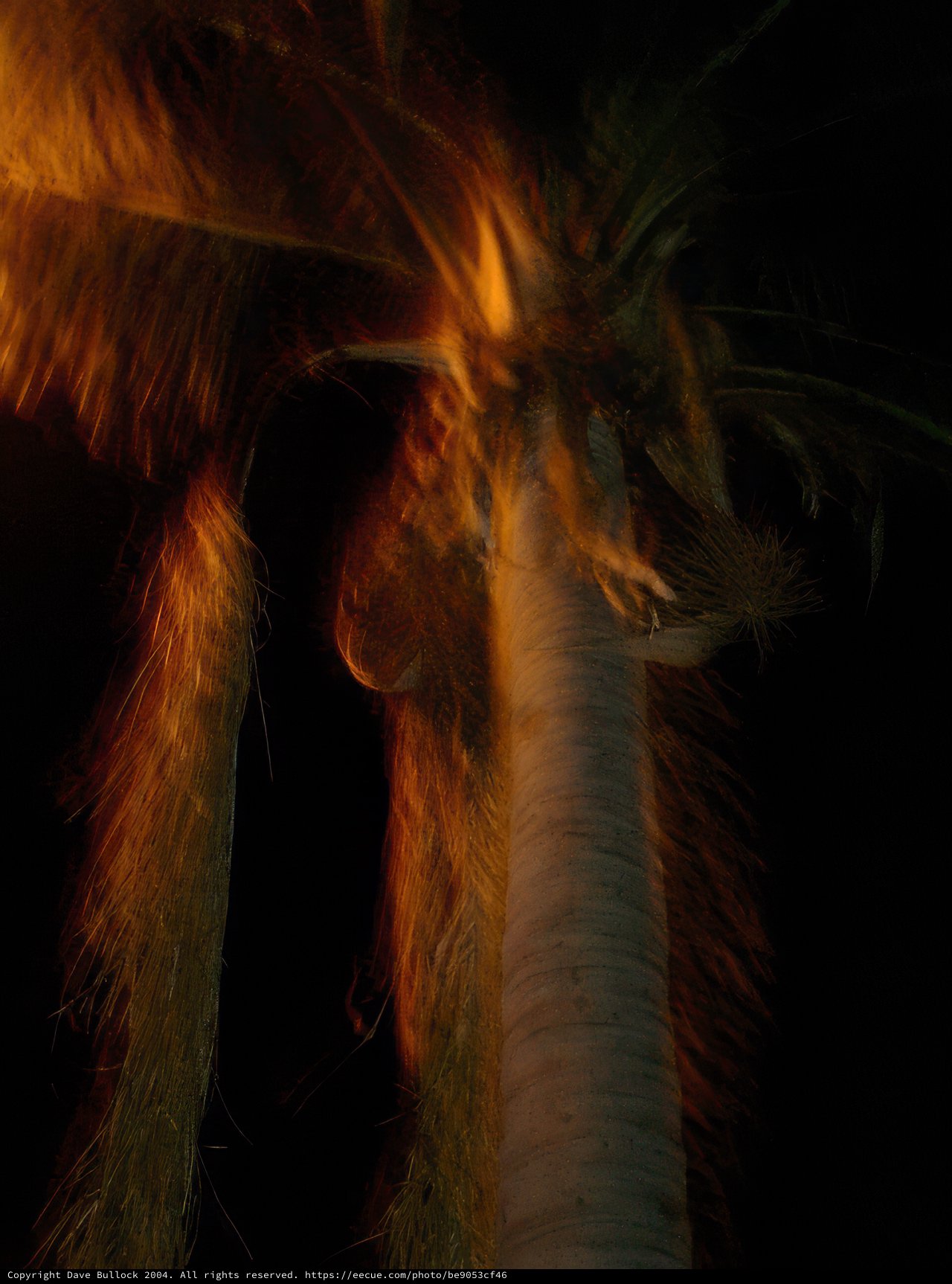 Burning Palm Tree
