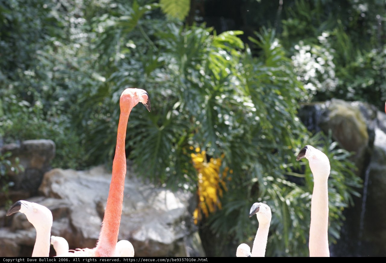The Flamboyant Flock