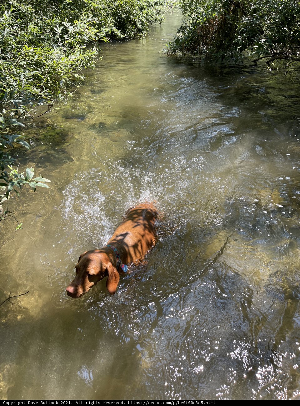 A Vizsla Enjoys a Swim in Felton Creek