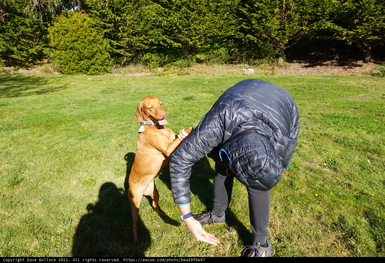 A Man's Best Friend